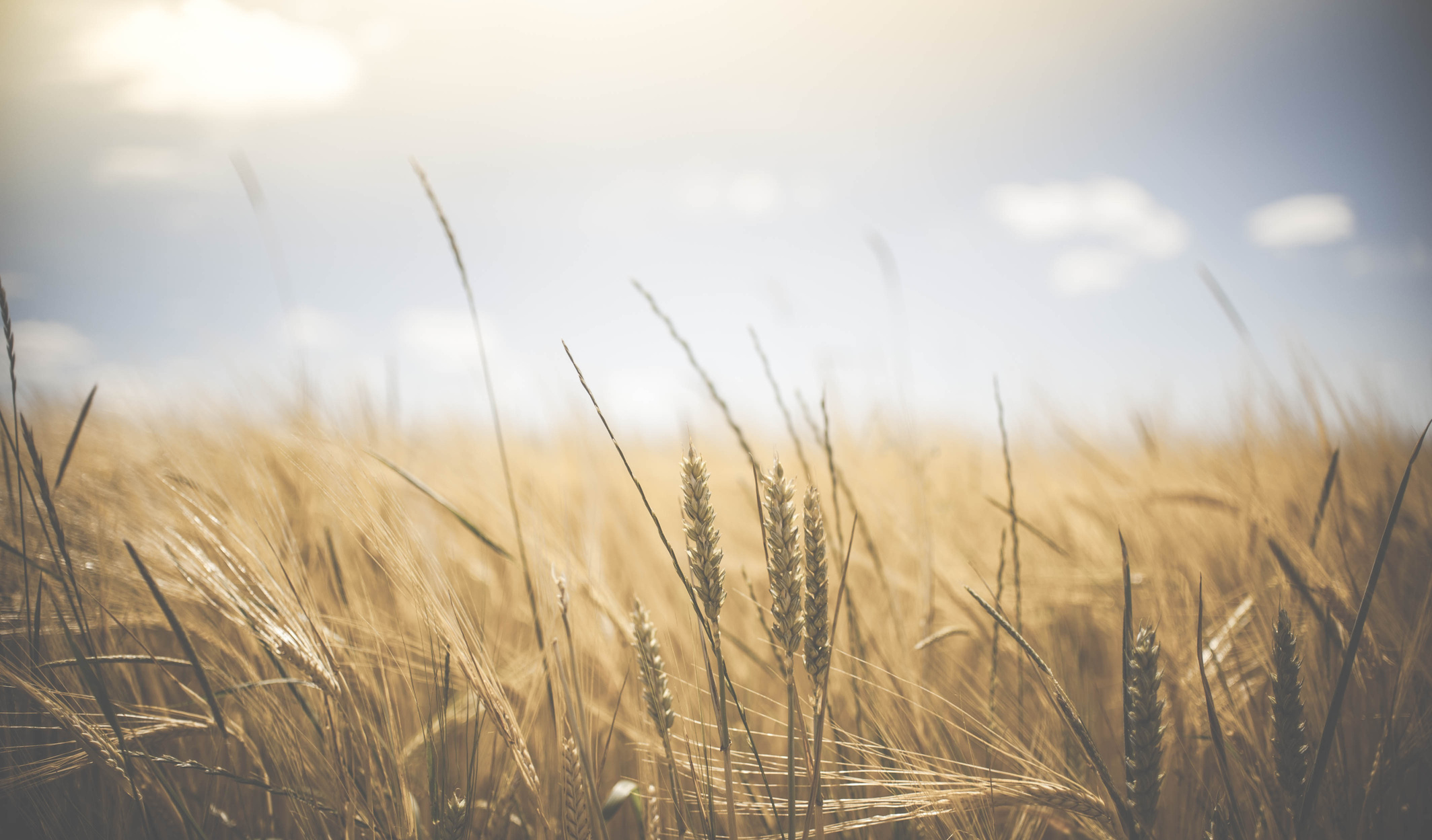 Wheat Field Farmland