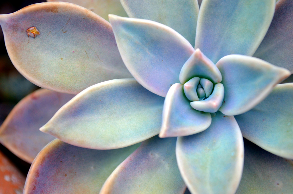 Succulent Plant For Background