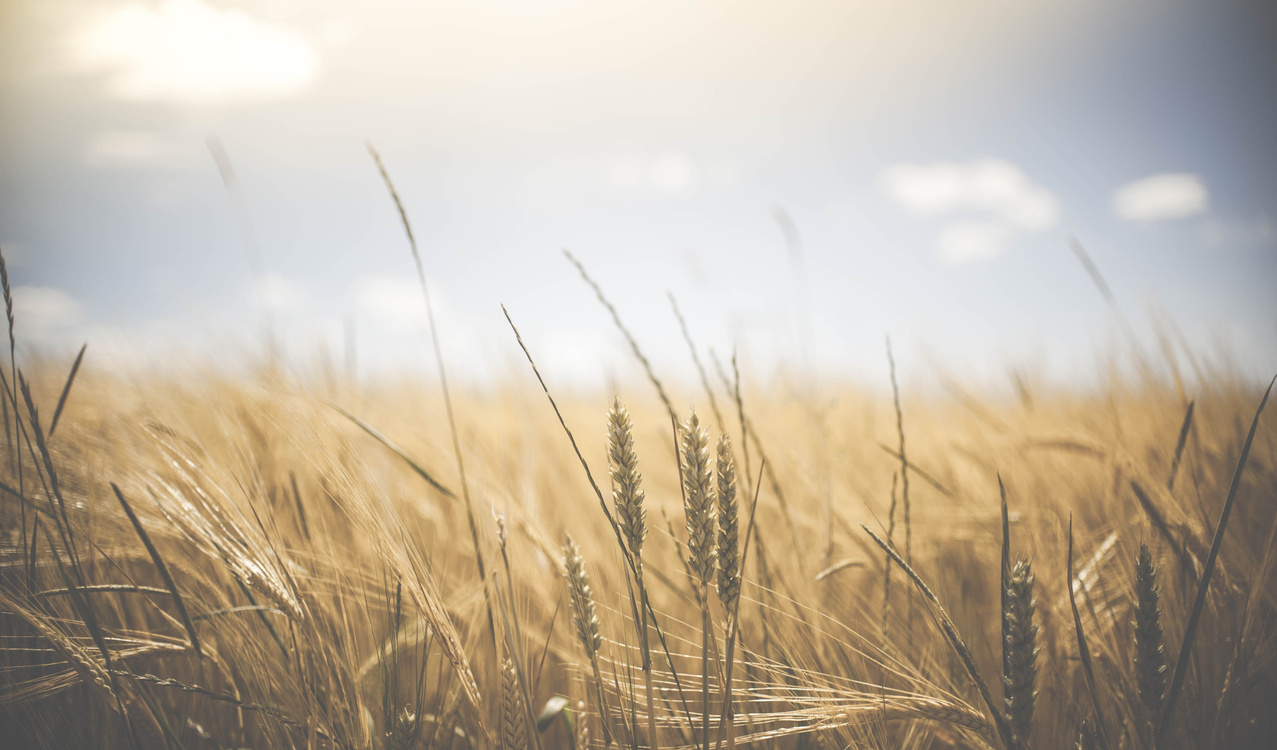 Wheat Field Farmland